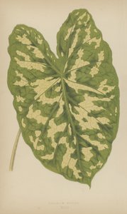 Caladium Pictum by English School